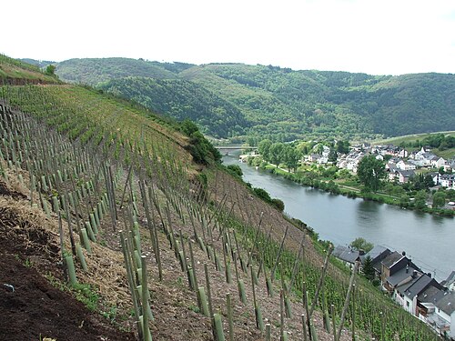 Moselle wine region